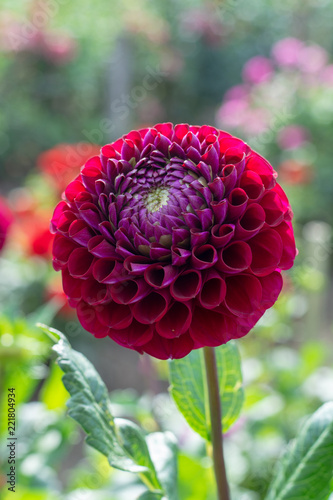 Fototapeta Naklejka Na Ścianę i Meble -  Big colorful round flowers of dahlia plant in garden, floral background