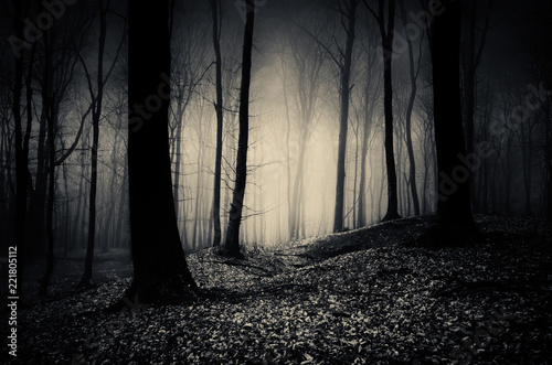 Fototapeta noc pejzaż drzewa las tajemnica
