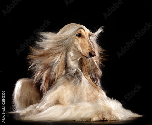 Tablou canvas Afghan hound Dog  Isolated  on Black Background in studio