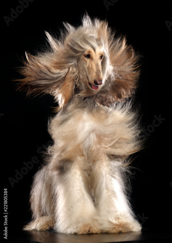 Afghan hound Dog Isolated on Black Background in studio