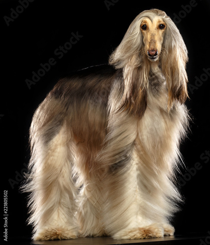 Wallpaper Mural Afghan hound Dog  Isolated  on Black Background in studio Torontodigital.ca