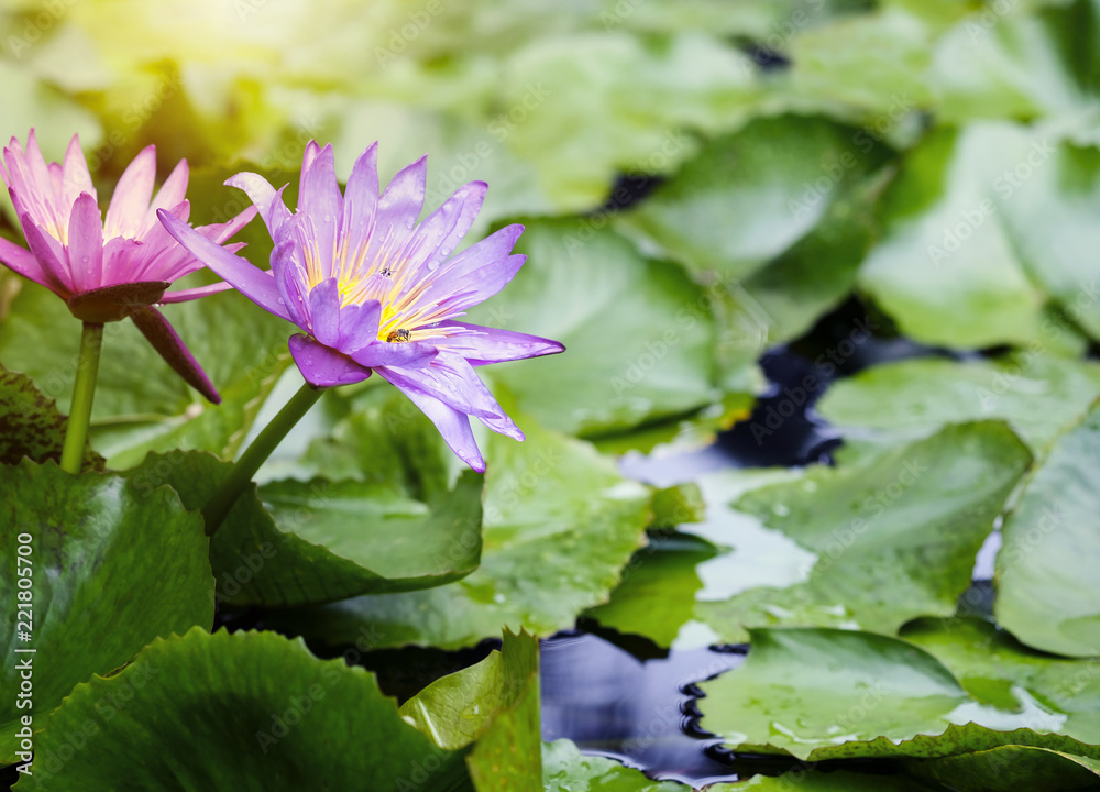 Violet and pink lotus flowers with green leaves in pond Violet and pink lotus flowers with green leaves in pond