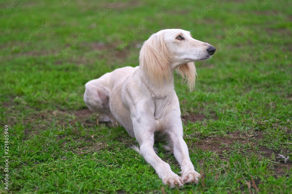 white hunting dog lies on the green grass close-up