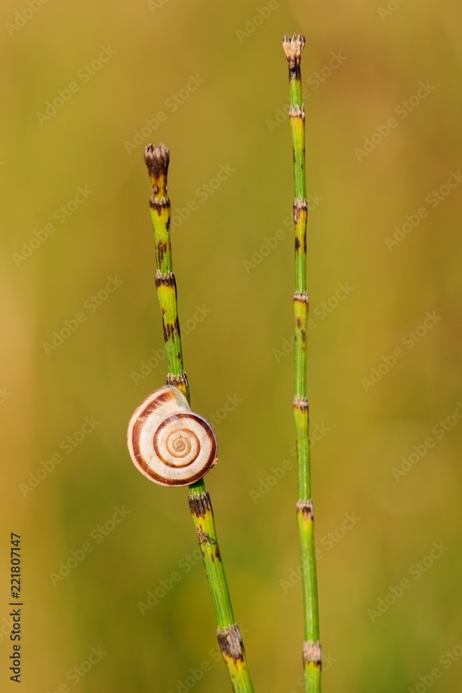 Fototapeta premium Small slug on grass illuminated by sunset - closeup
