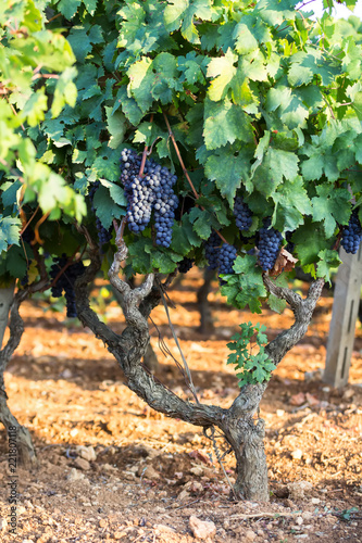 Photos vine grapes on a branch, primitivo of Manduria