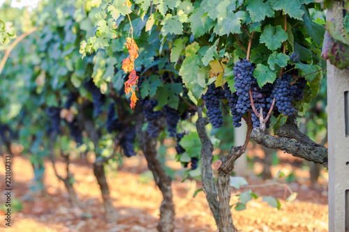 vine grapes on a branch, primitivo of Manduria, vintage in Apulia photo