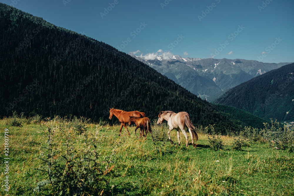 Fototapeta premium wild mountain horses