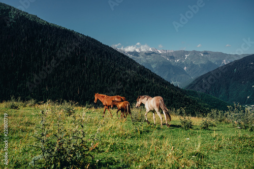 wild mountain horses © showpx