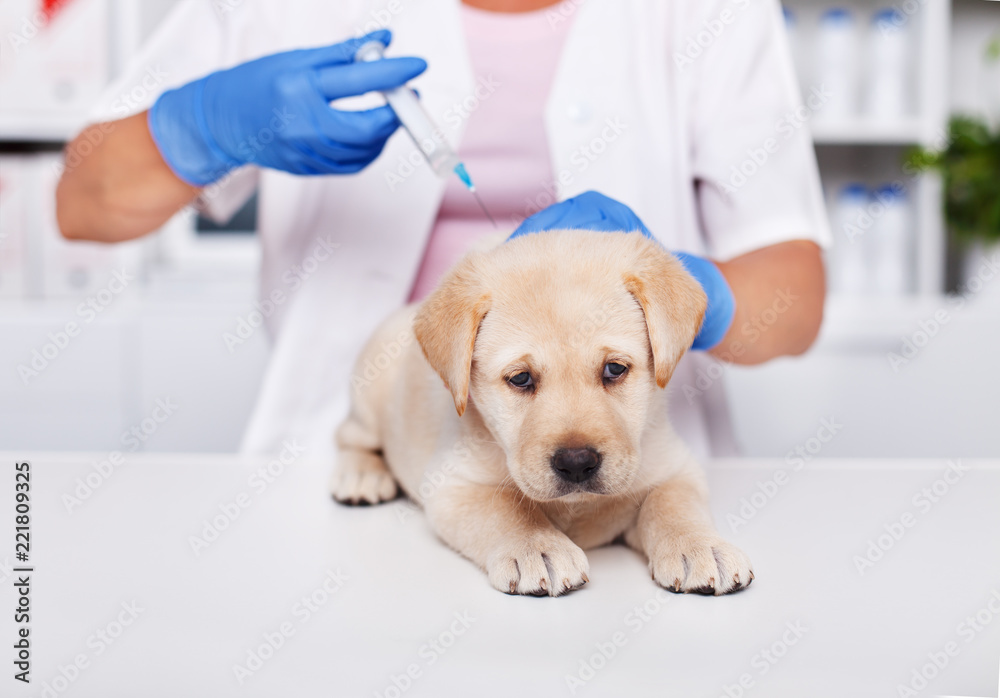 Sad labrador puppy dog at the veterinary doctor - receiving its first vaccine