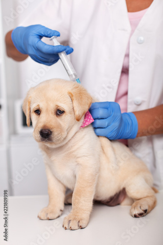 Fototapeta Naklejka Na Ścianę i Meble -  Cute labrador puppy dog with sad face getting the first vaccine