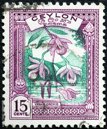 Orchid on old postage stamp of Ceylon