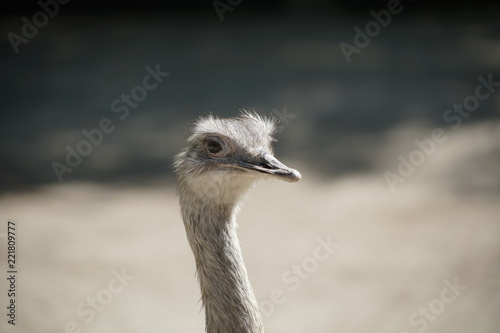 Emu close up