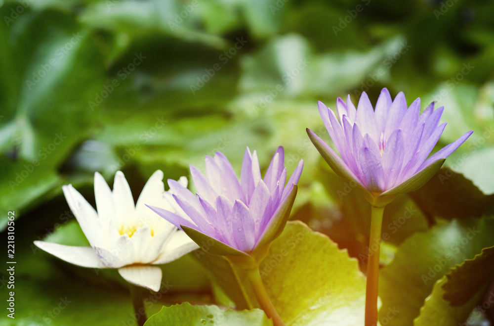 Violet and white lotus flowers with green leaves in pond Violet and white lotus flowers with green leaves in pond