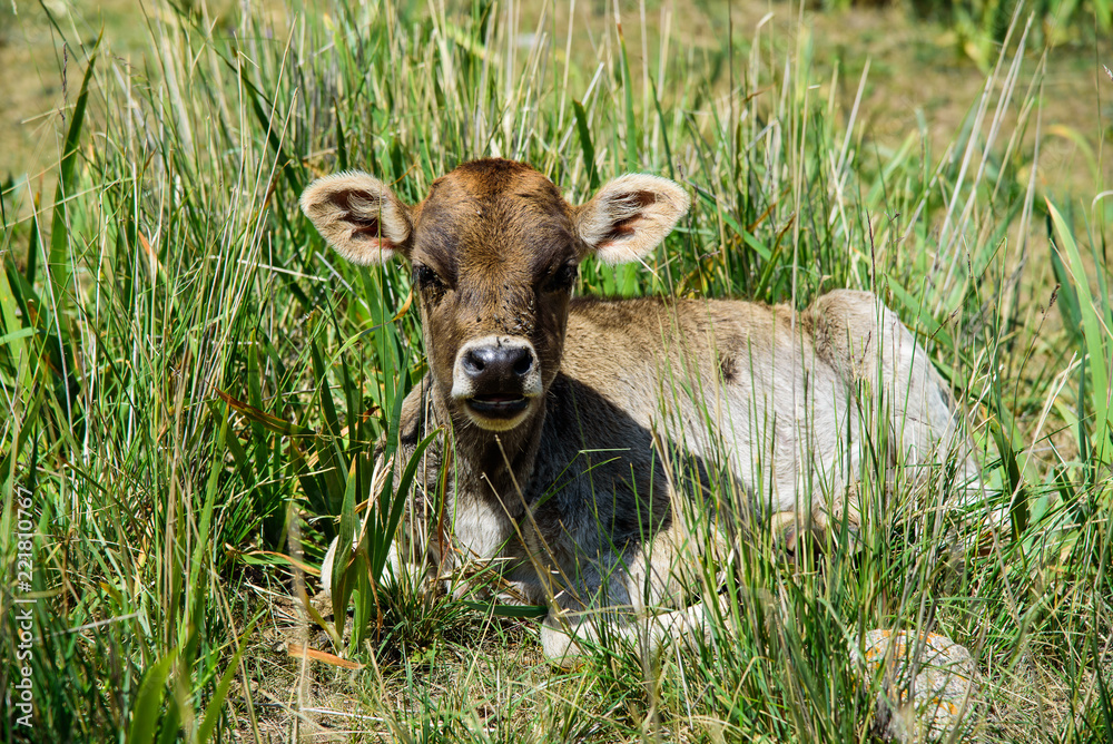little calf in the grass little calf in the grass