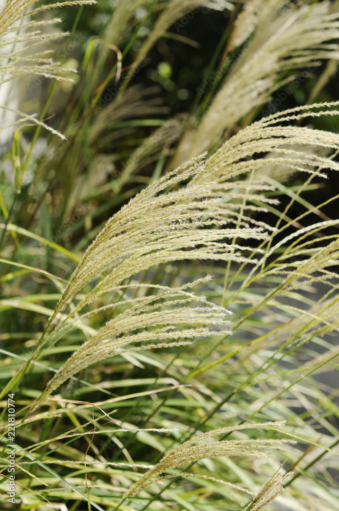 ススキ Stock 写真 Adobe Stock
