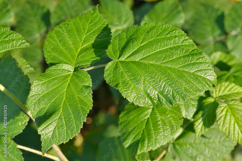 Green raspberry leaf. Texture, background.
Fresh, juicy raspberry leaf on the background of other leaves. Green raspberry leaf. Texture, background.
Fresh, juicy raspberry leaf on the background of other leaves.