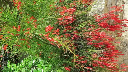 Fountainbush plant (Russelia equisetiformi). a photo