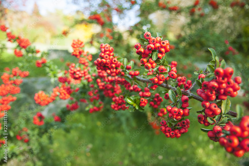 Red small berries on a bush in the garden. Decorative plants in autumn.