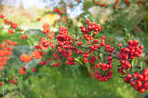 Red small berries on a bush in the garden. Decorative plants in autumn.
