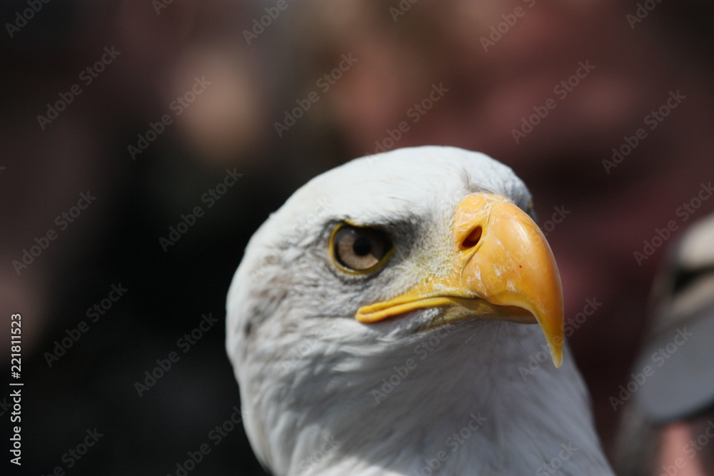 Obraz premium Weiskopfseeadler