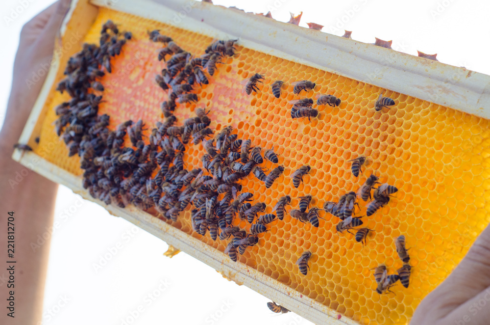 Beekeeper holding a honeycomb full of bees Beekeeper holding a honeycomb full of bees