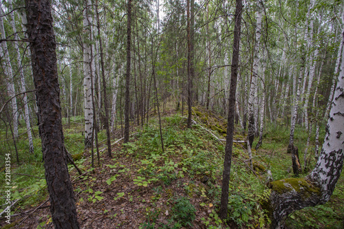 white birch and mining slag in green forest