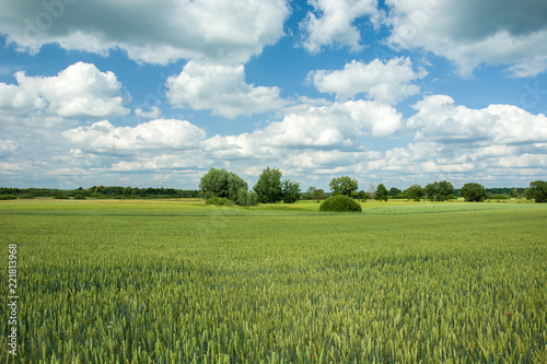 Green field of wheat and clouds in the sky