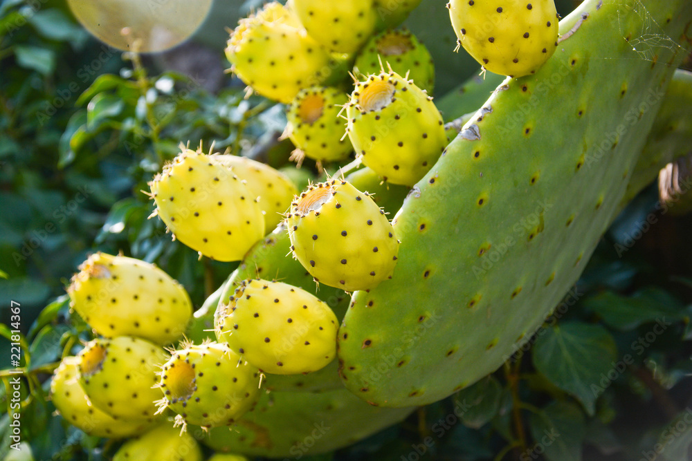 prickly pears prickly pears