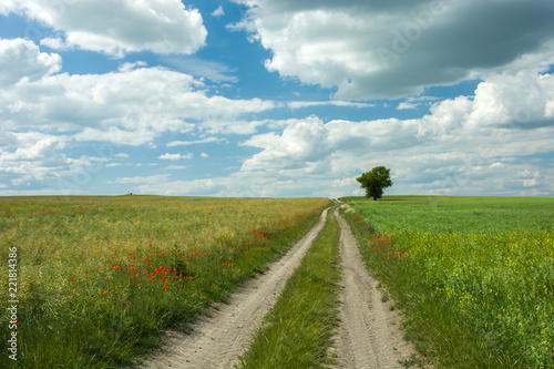 Fototapeta Naklejka Na Ścianę i Meble -  Dirt road through fields, a lonely tree and clouds in the sky