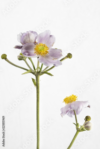 fiore isolato e foglie di anemone