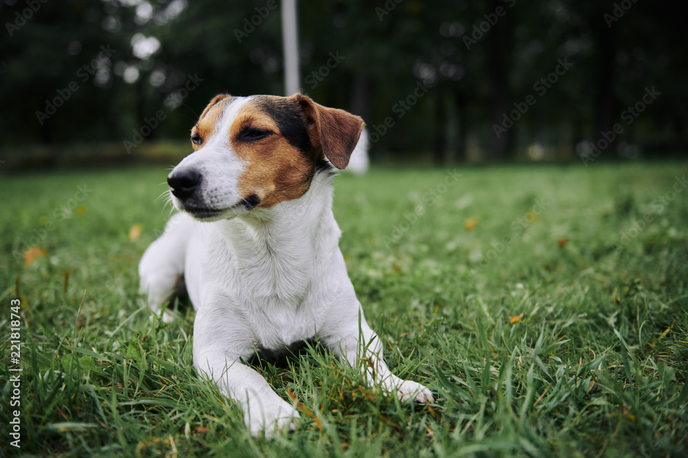 Funny little dog lying on green grass in the park Funny little dog lying on green grass in the park