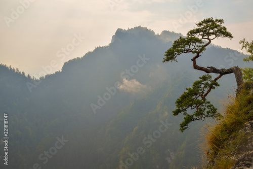 Famous curved pine tree on the top of Sokolica peak in Pieniny, Poland