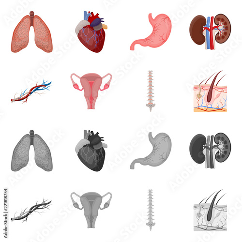 Vector illustration of body and human icon. Collection of body and medical stock vector illustration.
