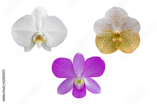 Various orchids  isolated on white background with with clipping path.