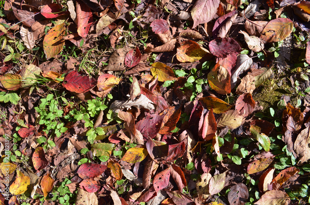秋色の落ち葉の地面