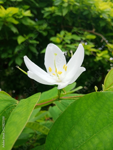 Beautiful fresh white flower for nature lover 