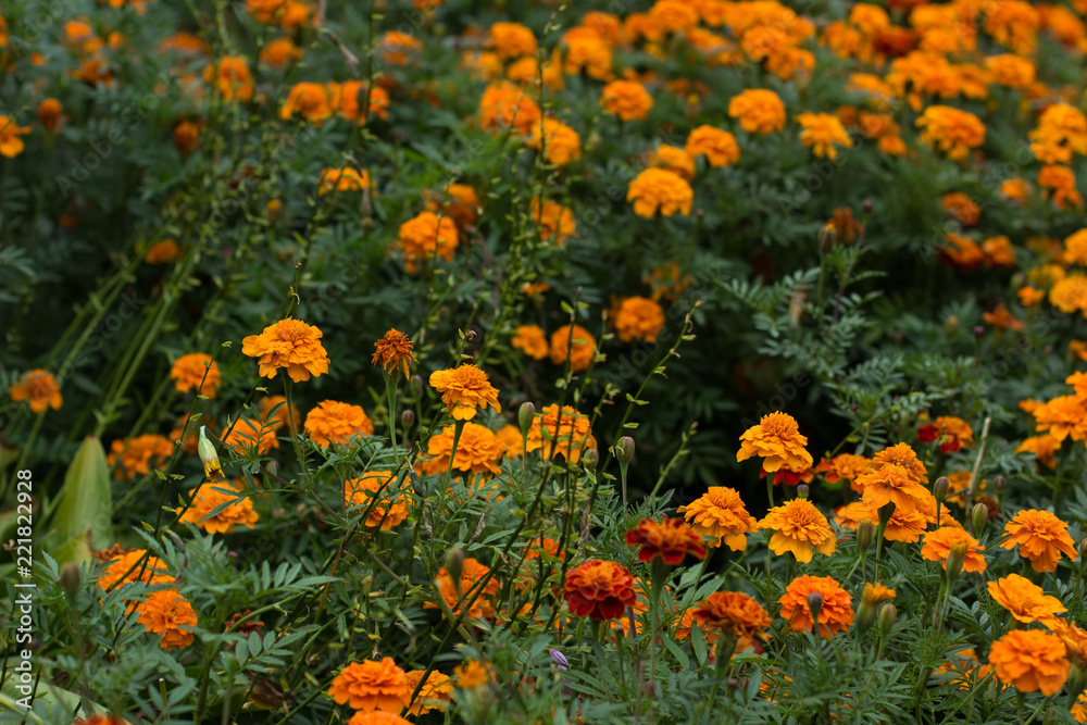 soft focus orange marigold flower bed natural garden scenery landscape environment