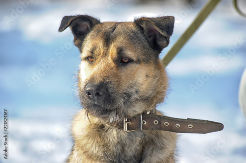 dog half-breed terrier in winter photo