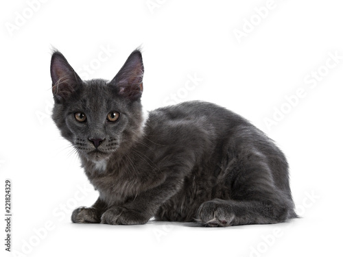 Gorgeous well boned solid blue Maine Coon cat kitten laying down side ways, looking at camera with dark brown eyes isolated on a white background photo