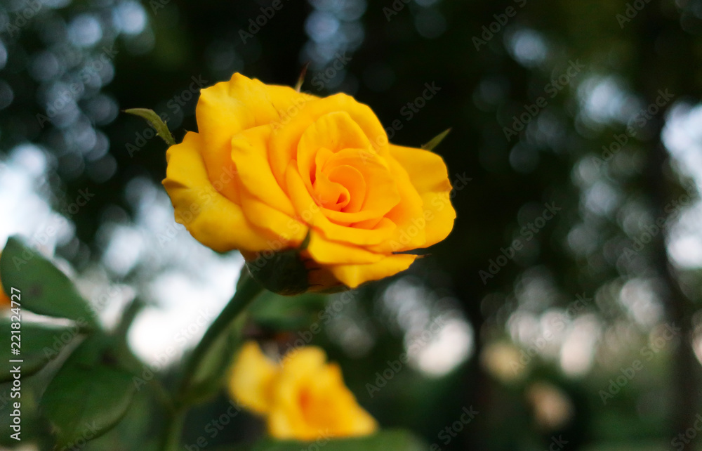 A warm southern evening. Roses in the Park Anapa. A warm southern evening. Roses in the Park Anapa.
