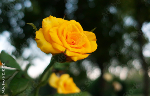  A warm southern evening. Roses in the Park Anapa.