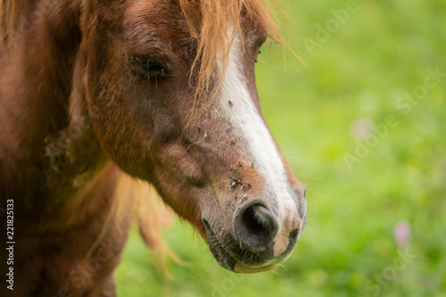Head of a horse with many flies