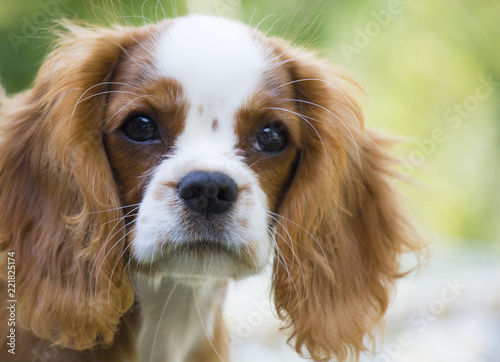 portrait of a King Charles spaniel