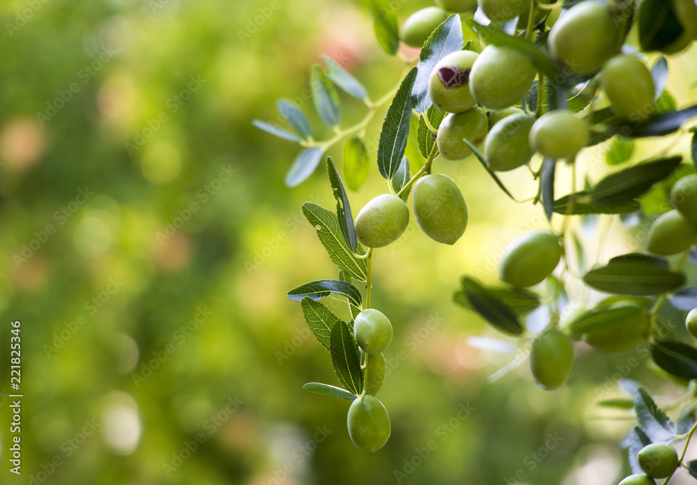 Green olives on a branch Green olives on a branch