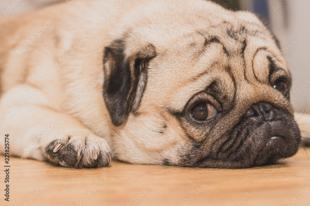 Obraz premium Close-up face of Cute pug puppy dog sleeping. It is hoped the boss will come back soon