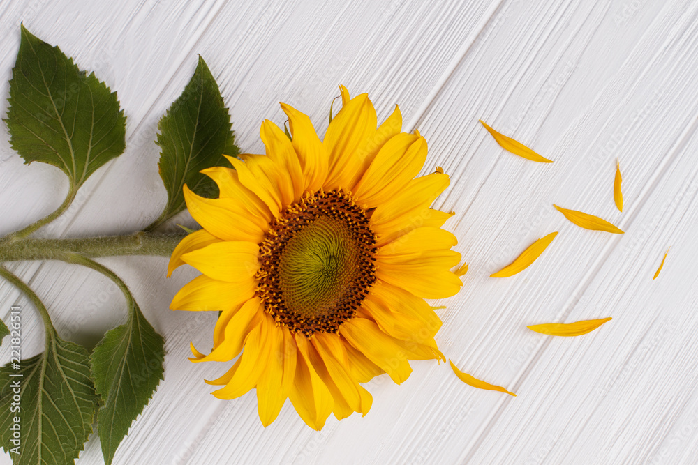 Obraz premium Sunflower with fallen leaves, close up. White wood background.