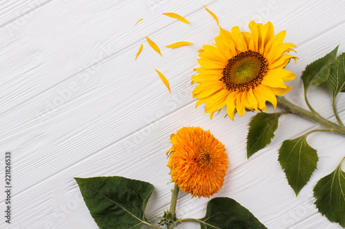 Fototapeta Naklejka Na Ścianę i Meble -  Two unripe sunflowers. White wooden table background.