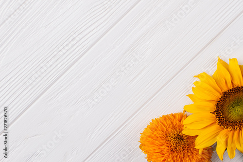 Fototapeta Naklejka Na Ścianę i Meble -  Unripe sunflower heads on white and copyspace. Free space for text. White wooden desk background.