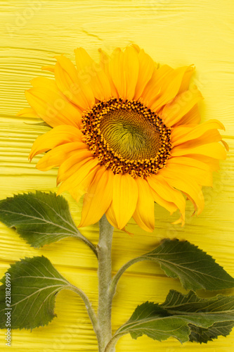 Fototapeta Naklejka Na Ścianę i Meble -  Close up of sunflower and yellow wooden table. Beautiful unripe fresh spring sunflower.