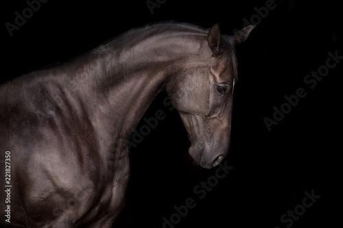 Black horse portrait on black background